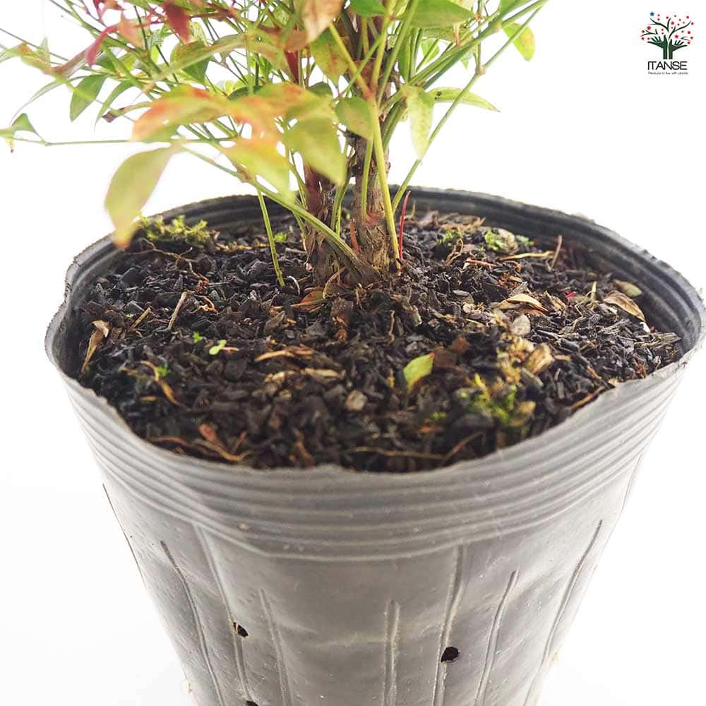 南天 レッドライト 【花木苗 5号／1個売り】｜ 【植物のITANSE