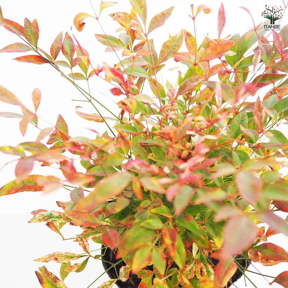 南天 レッドライト 【花木苗 5号／1個売り】｜ 【植物のITANSE