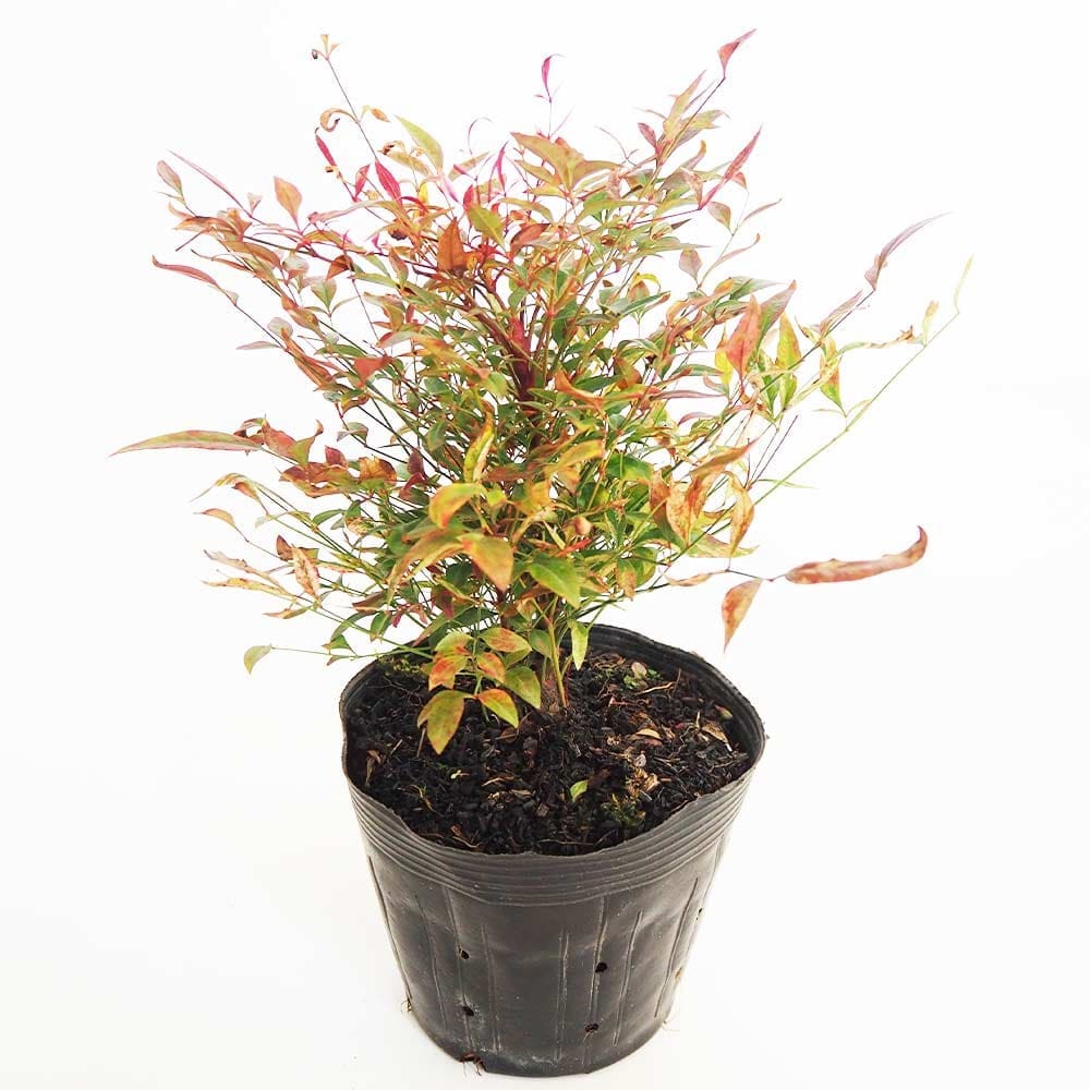 南天 レッドライト 【花木苗 5号／1個売り】