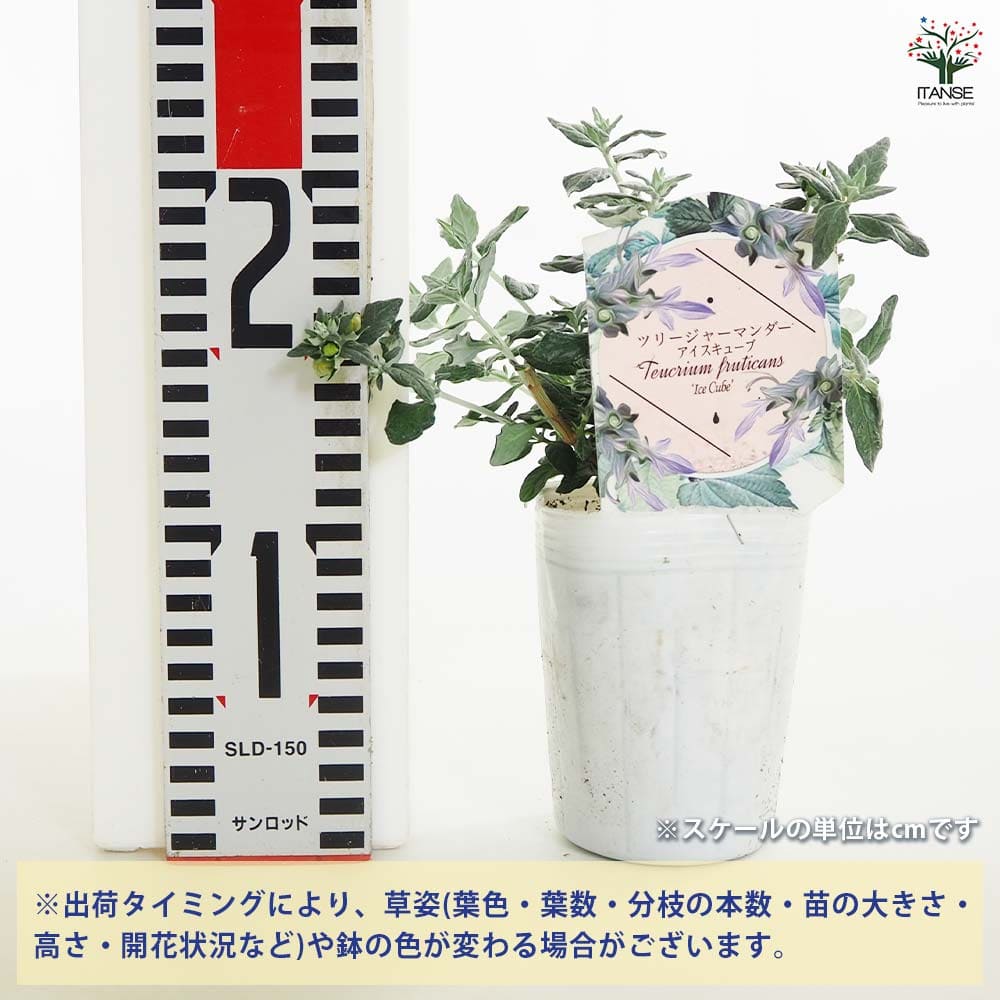 (ᵔᴥᵔ)苗木　常緑　ツリージャーマンダー アイスキューブ♡シルバーリーフ♡ 楽天市場】ツリージャーマンダー アイスキューブ 3号ロング