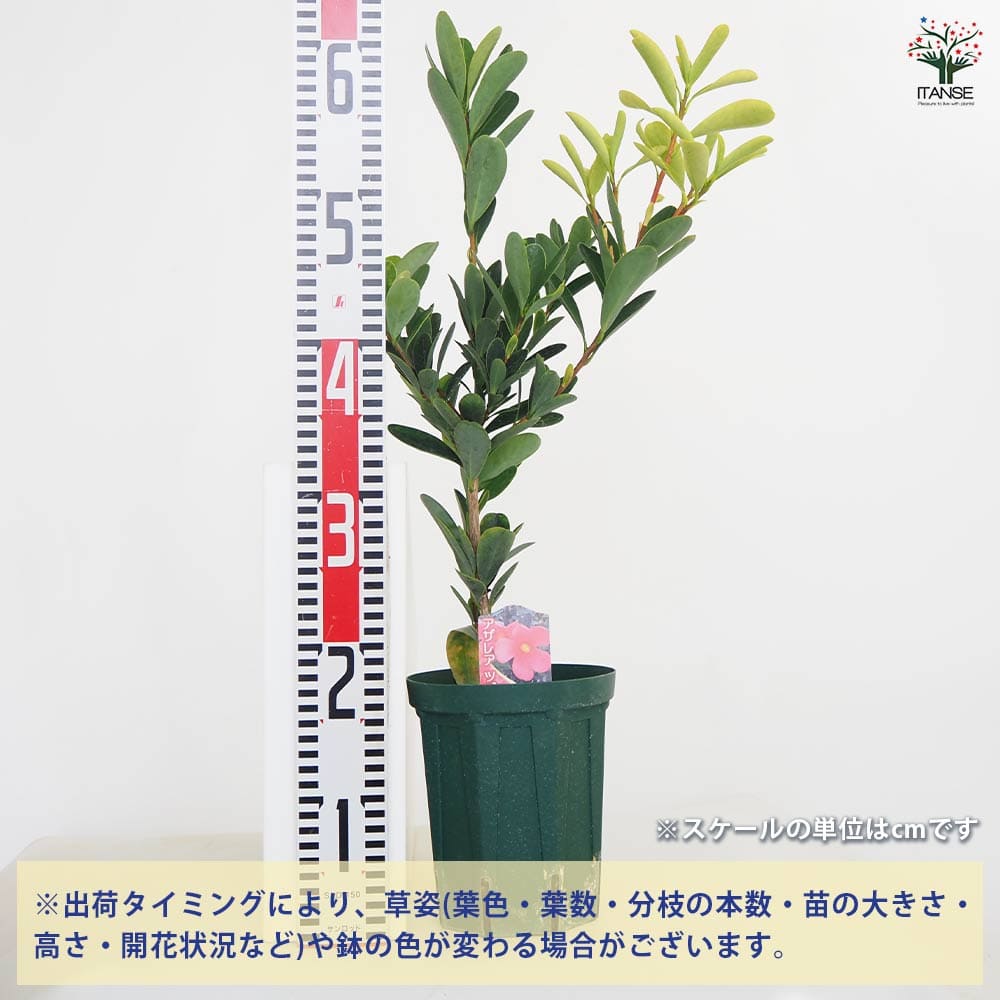 椿(ツバキ)の苗木 アザレアツバキ 【花木苗 5号／1個売り】｜ 【植物の