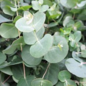 ユーカリ ゴニオカリックス 【花木苗 3号】|植木・花木