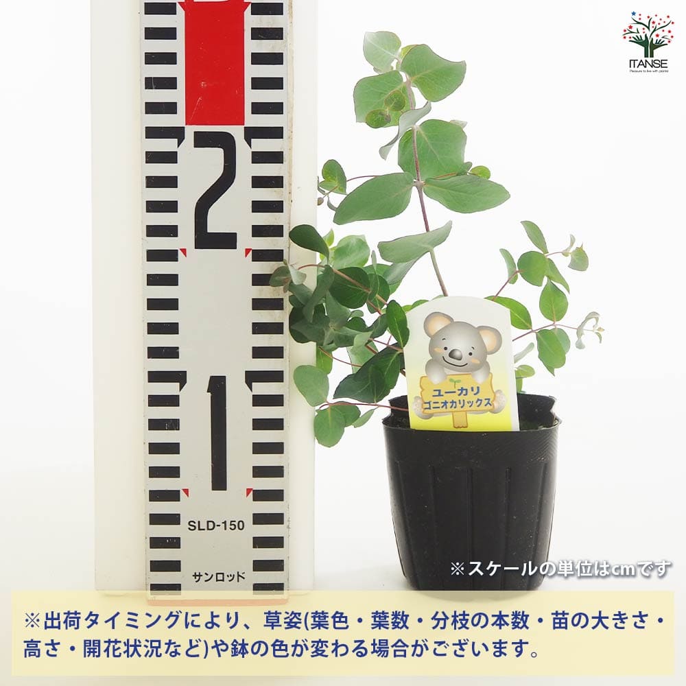 ユーカリ ゴニオカリックス 【花木苗 3号】｜ 【植物のITANSE