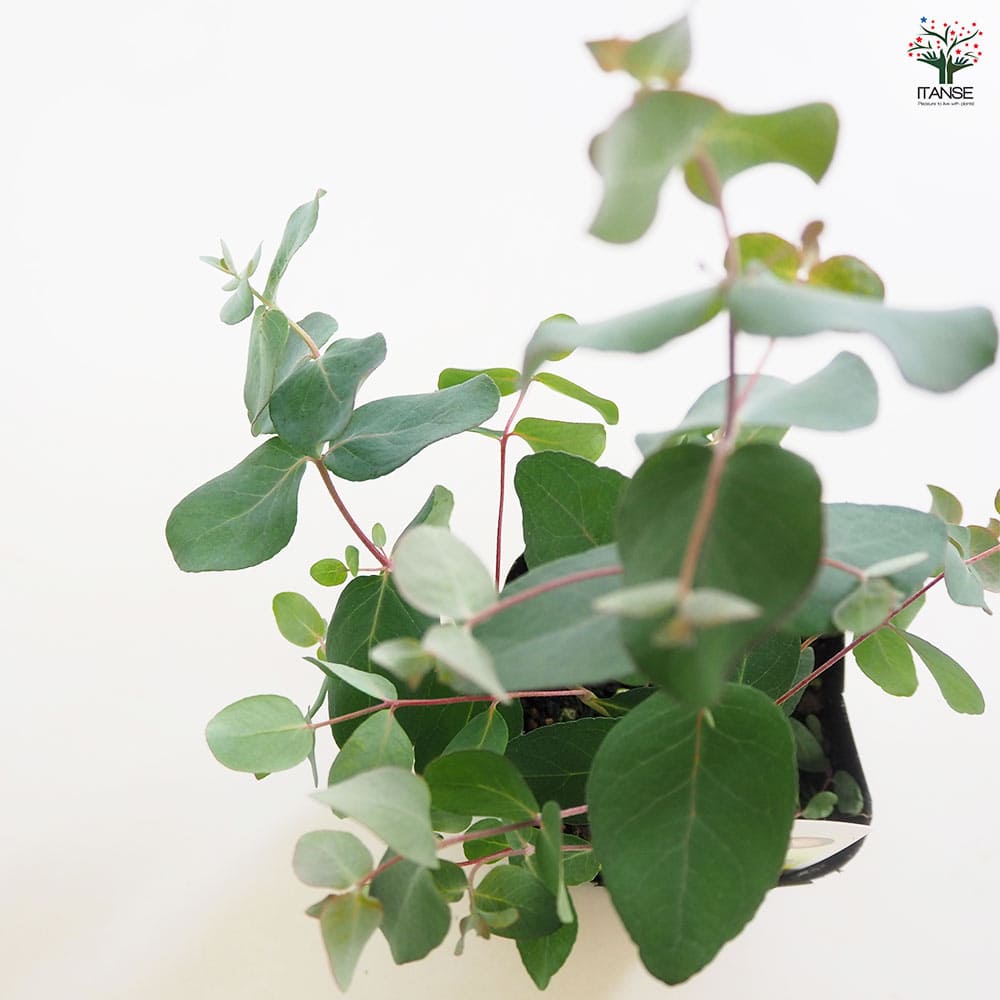 ユーカリ ゴニオカリックス 【花木苗 3号】｜ 【植物のITANSE