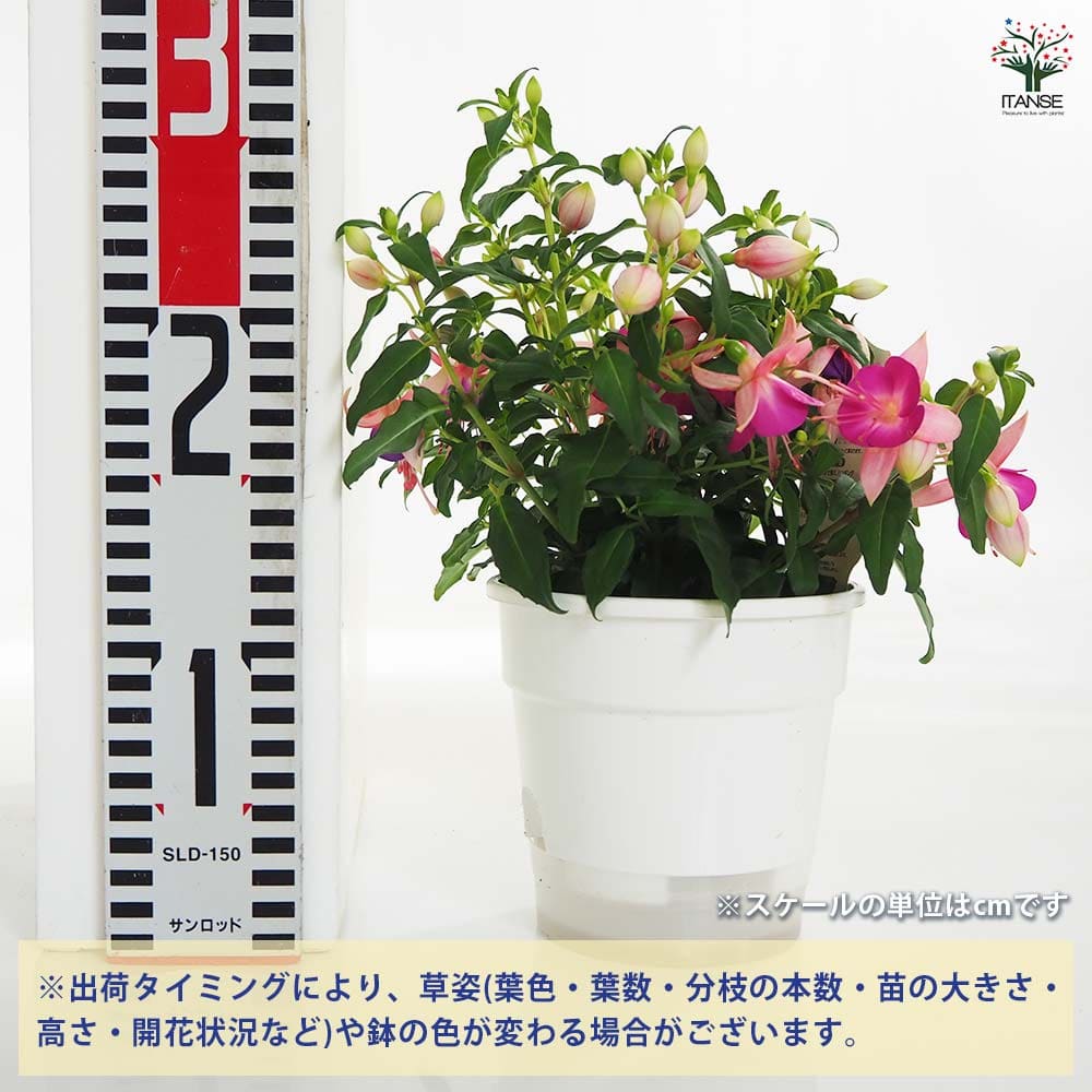 フクシア 苗 N1 フクシア 苗 ワッサーニンフ