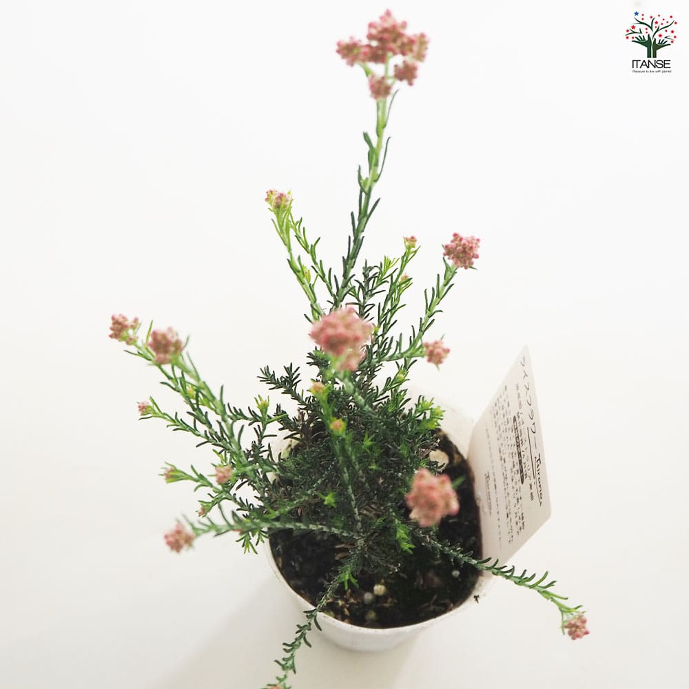 ライスフラワー マーマレード 【花木苗 2.5号】｜ 【植物の
