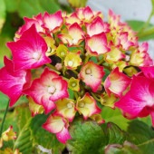 アジサイ パリジェンヌ 【花木苗 3.5号】|植木・花木