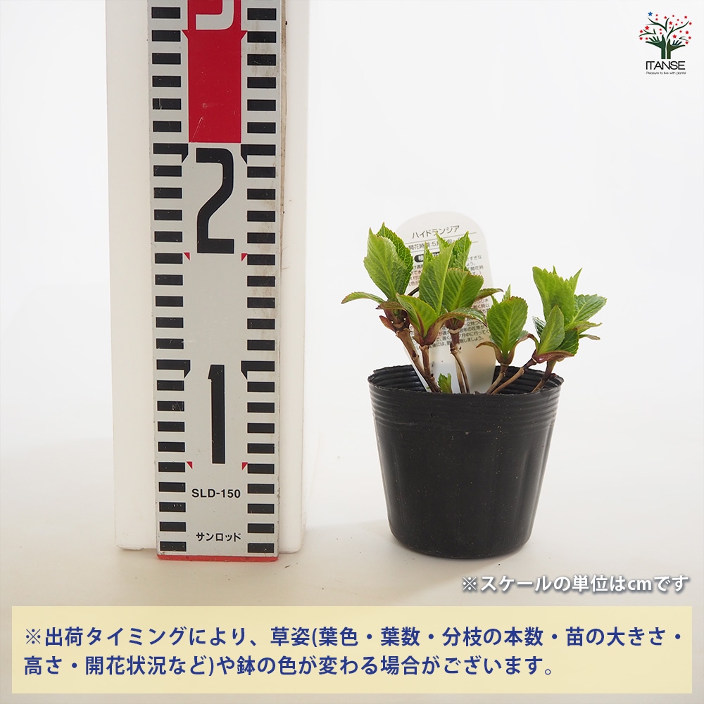 アジサイ パリジェンヌ 【花木苗 3.5号】｜ 【植物のITANSE