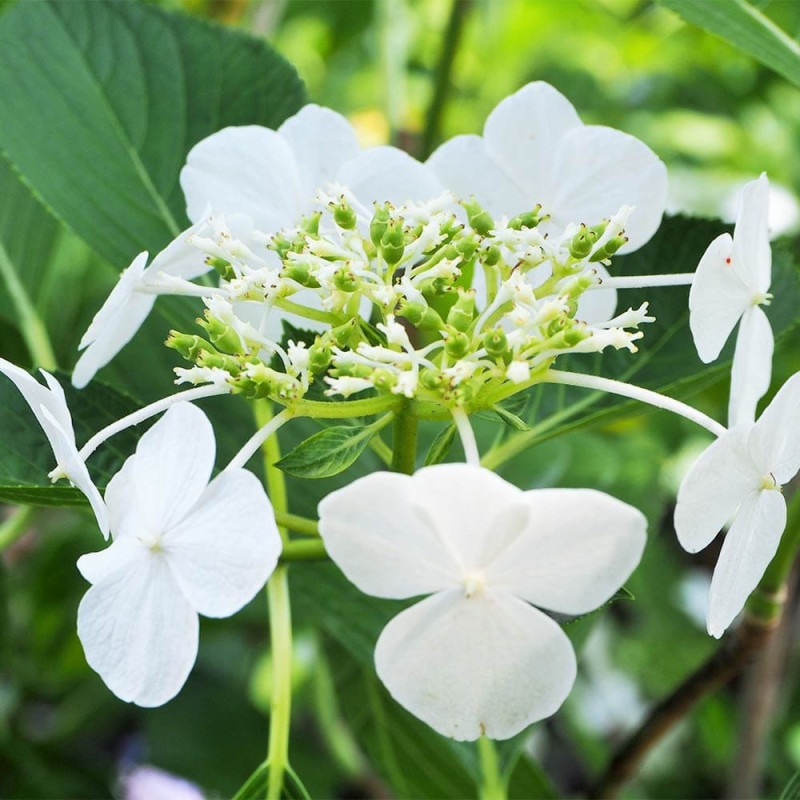 花球根 チューリップ 原種系 レディージェーン 【花球根 5球