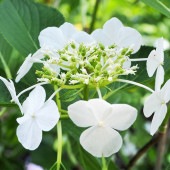 常緑アジサイ 台湾トキワアジサイ 【花木苗 3号】|植木・花木