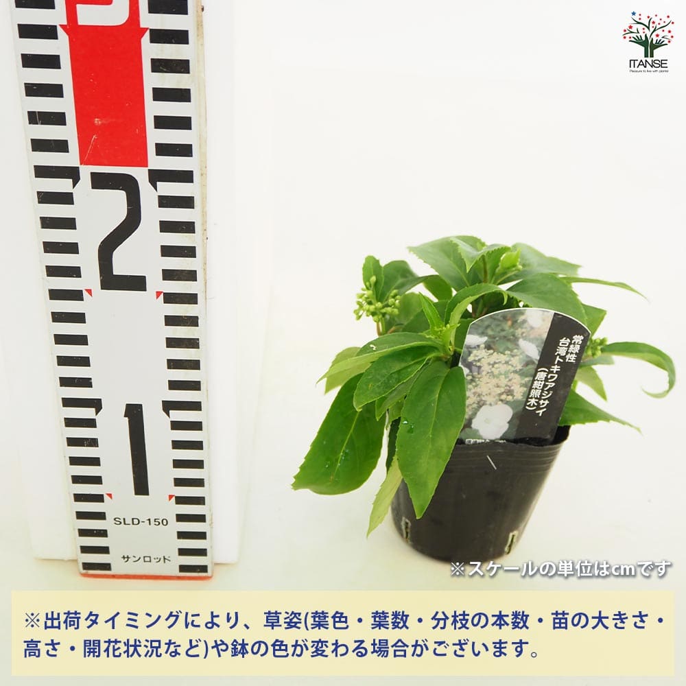 花台 快適船タチウオテンヤSS AH替えヘッド – フィッシングマックス