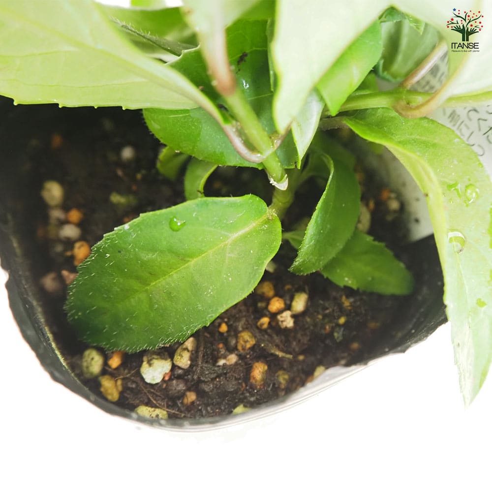 常緑アジサイ 台湾トキワアジサイ 【花木苗 3号】｜ 【植物の