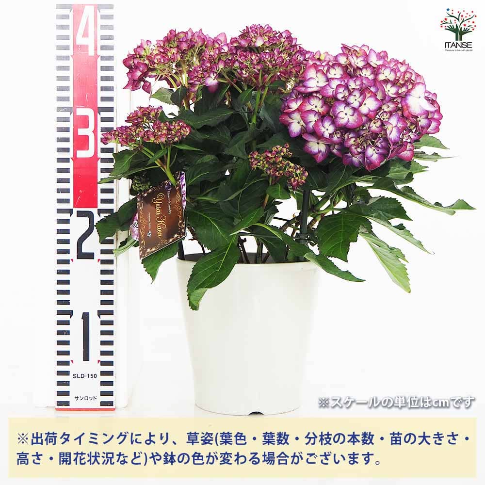 アジサイ 花模様 パープル 【花木苗 5号/1個売り】| 【植物の アジサイ 花模様 パープル 【花木苗 5号/1個売り】| 【植物の