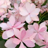山アジサイ マルルーピンク 【花木苗 2.5号】|アジサイ／ハイドランジア|植木・花木