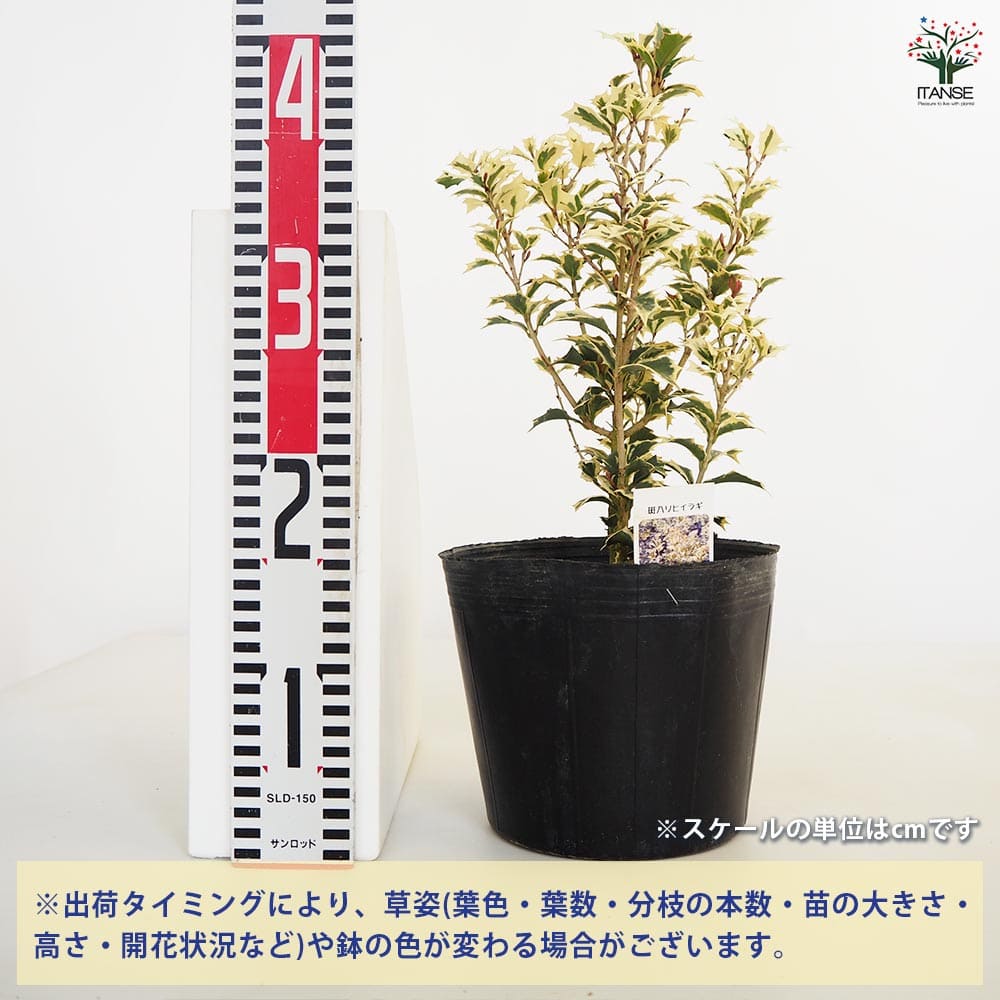 斑入ヒイラギ 【花木苗 6号／1個売り】｜ 【植物のITANSE