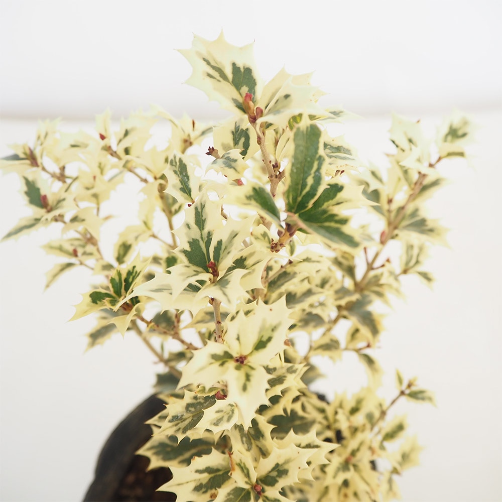 斑入ヒイラギ 【花木苗 6号／1個売り】