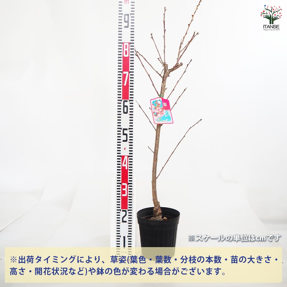 桜の苗木 雅桜(プリンセス雅) 【花木苗 6号／1個売り】｜ 【植物の