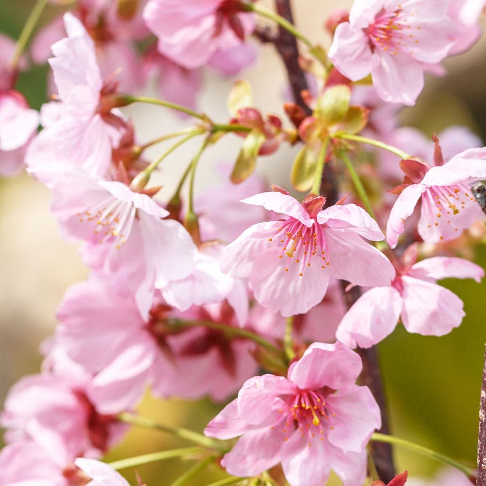 桜の苗木 雅桜(プリンセス雅) 【花木苗 6号／1個売り】｜ 【植物