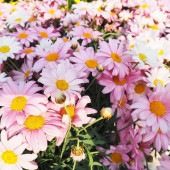 マーガレット ローリー 【花苗 5号／1個売り】|植木・花木
