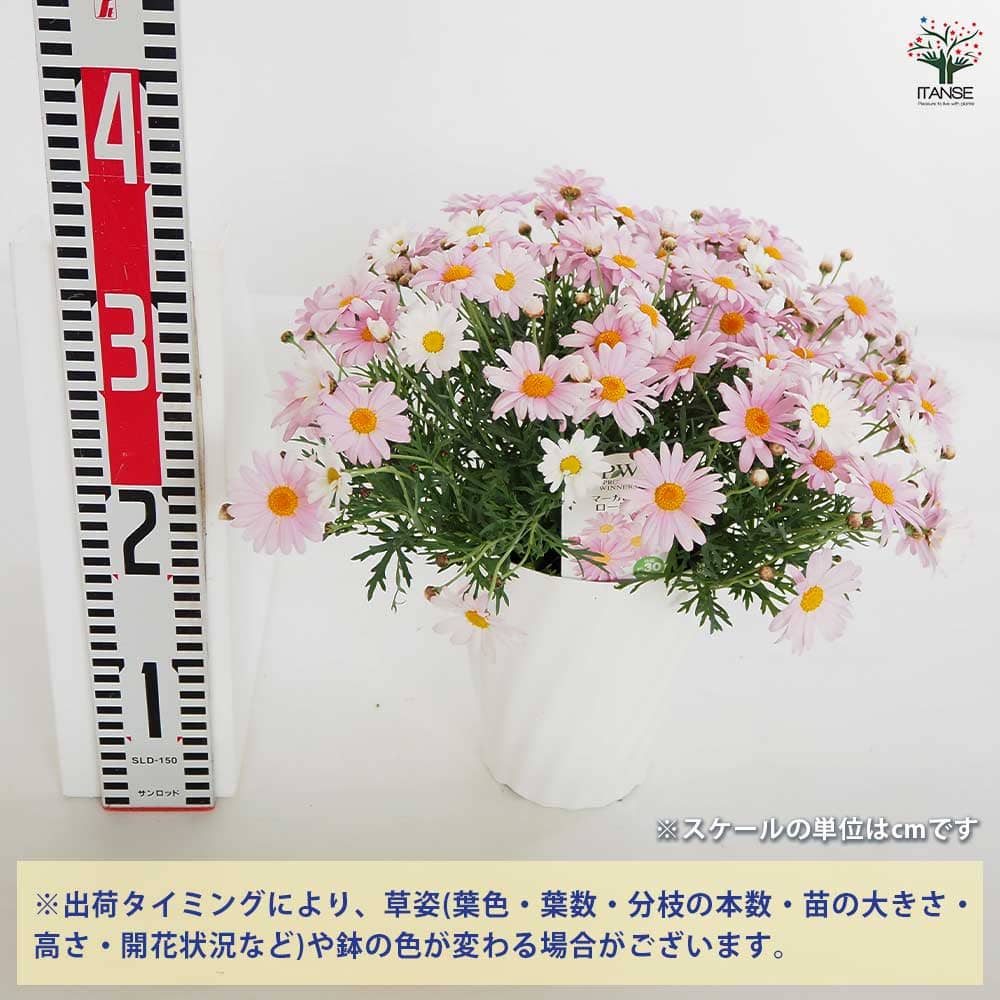 マーガレット ローリー 【花苗 5号／1個売り】｜ 【植物のITANSE