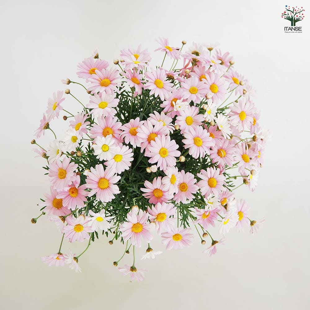 マーガレット ローリー 【花苗 5号／1個売り】｜ 【植物のITANSE