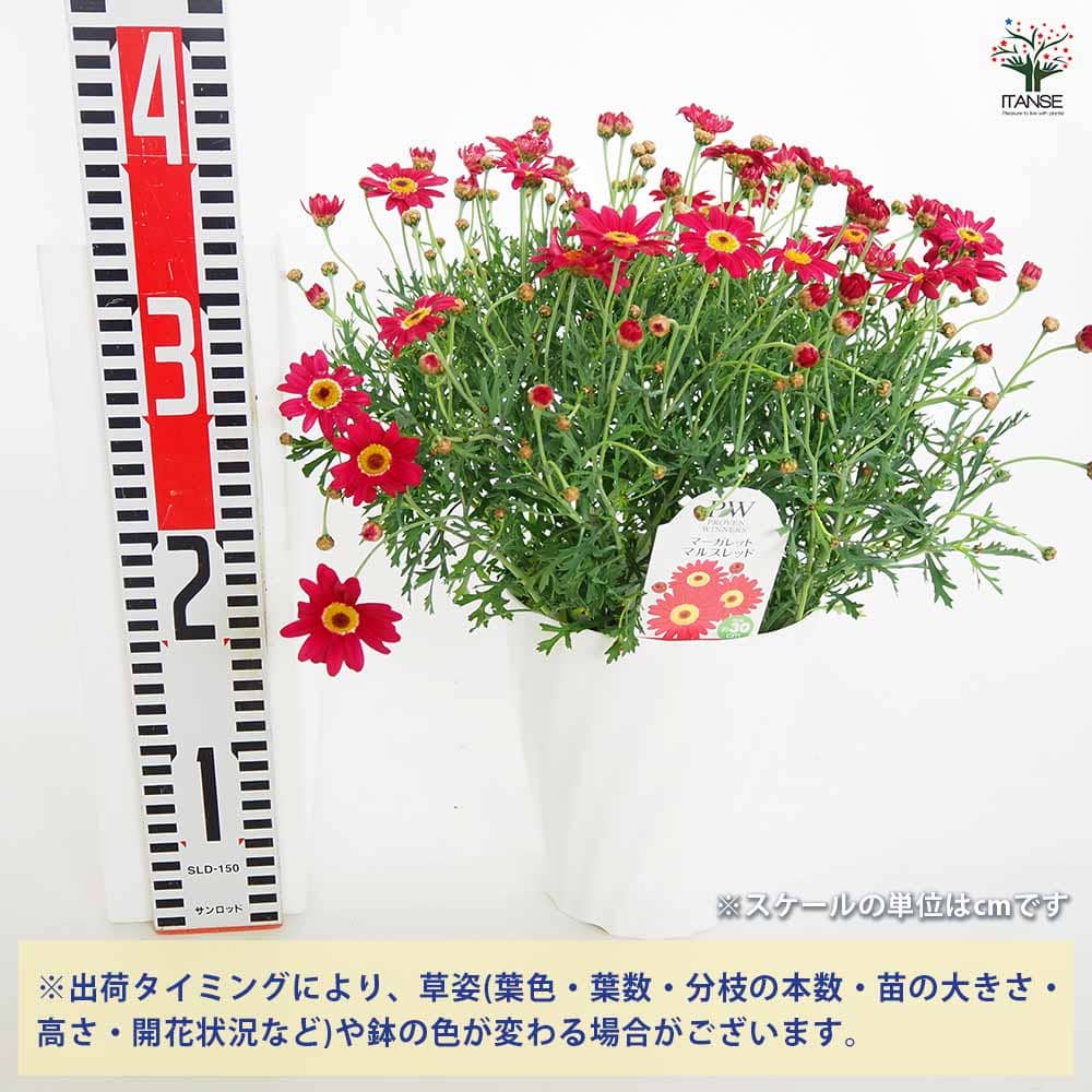 マーガレット マルスレッド 【花苗 5号／1個売り】｜ 【植物の
