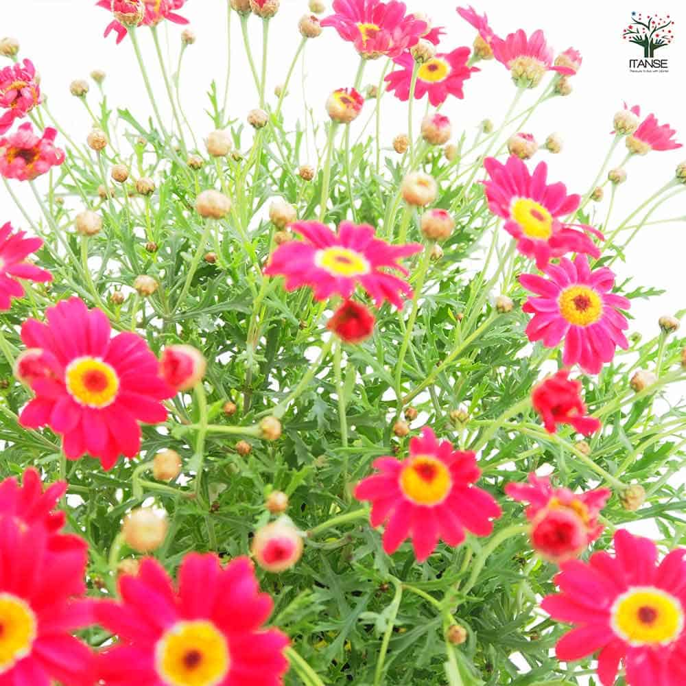 マーガレット マルスレッド 【花苗 5号／1個売り】｜ 【植物の