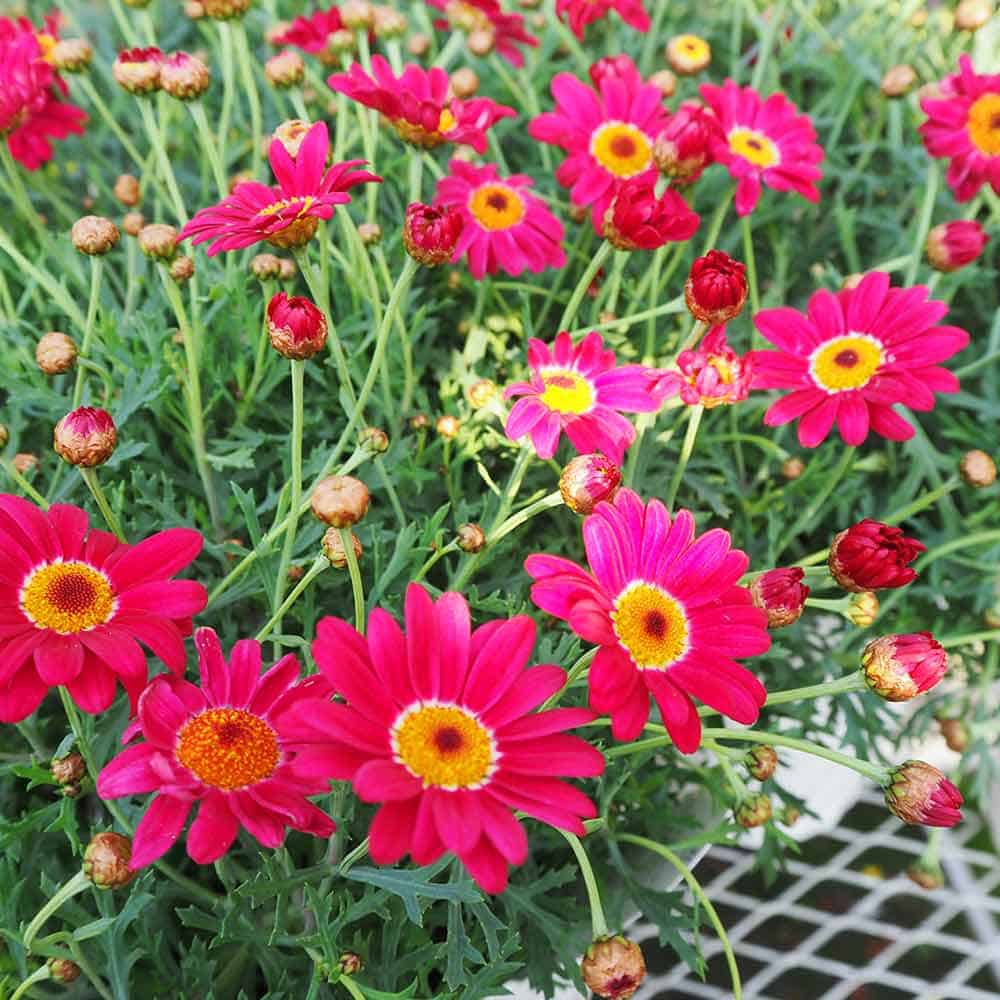 マーガレット マルスレッド 【花苗 5号／1個売り】