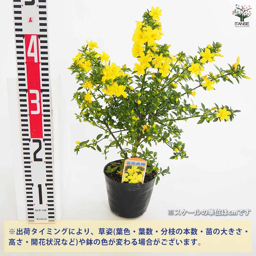 ウンナンオウバイ(雲南黄梅) 【花木苗 4号】｜ 【植物のITANSE