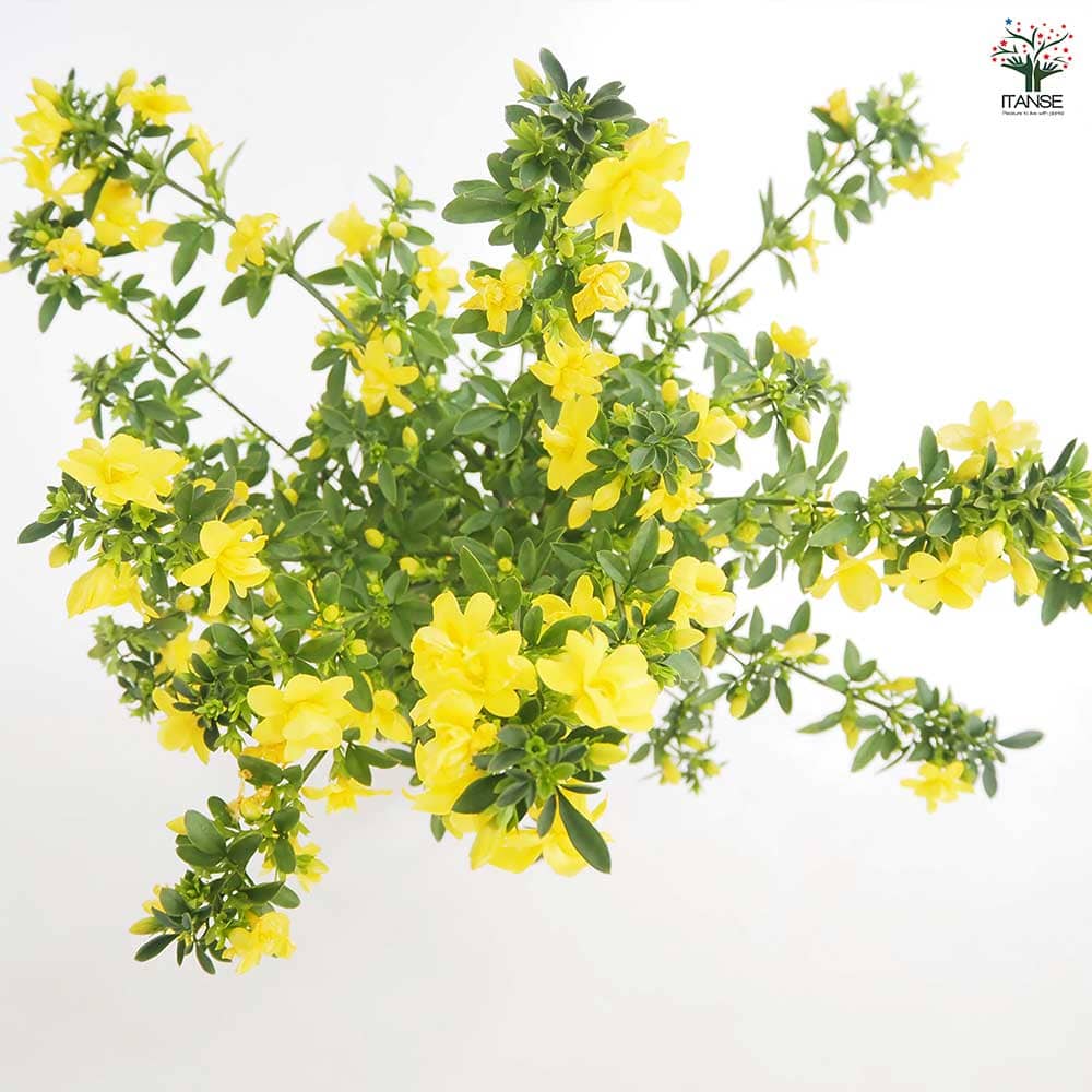 ウンナンオウバイ(雲南黄梅) 【花木苗 4号】｜ 【植物のITANSE