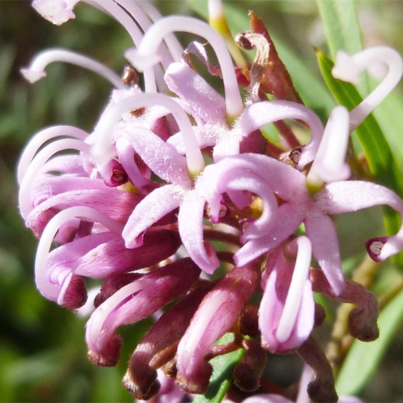 ロンガン(竜眼・リュウガン)の苗木【果樹苗 3～4年生 接木苗 18cm