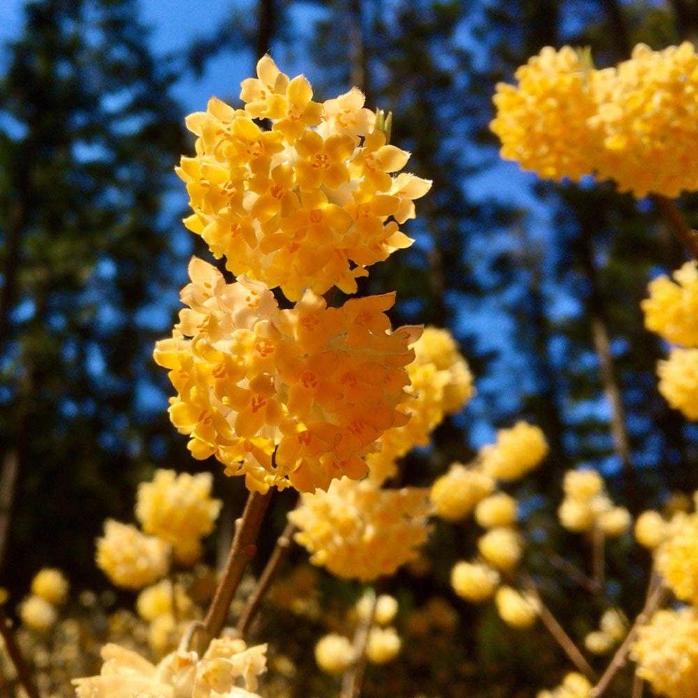 中国ミツマタ 黄花 根巻き 【花木苗 なし／1個売り】｜ 【植物の