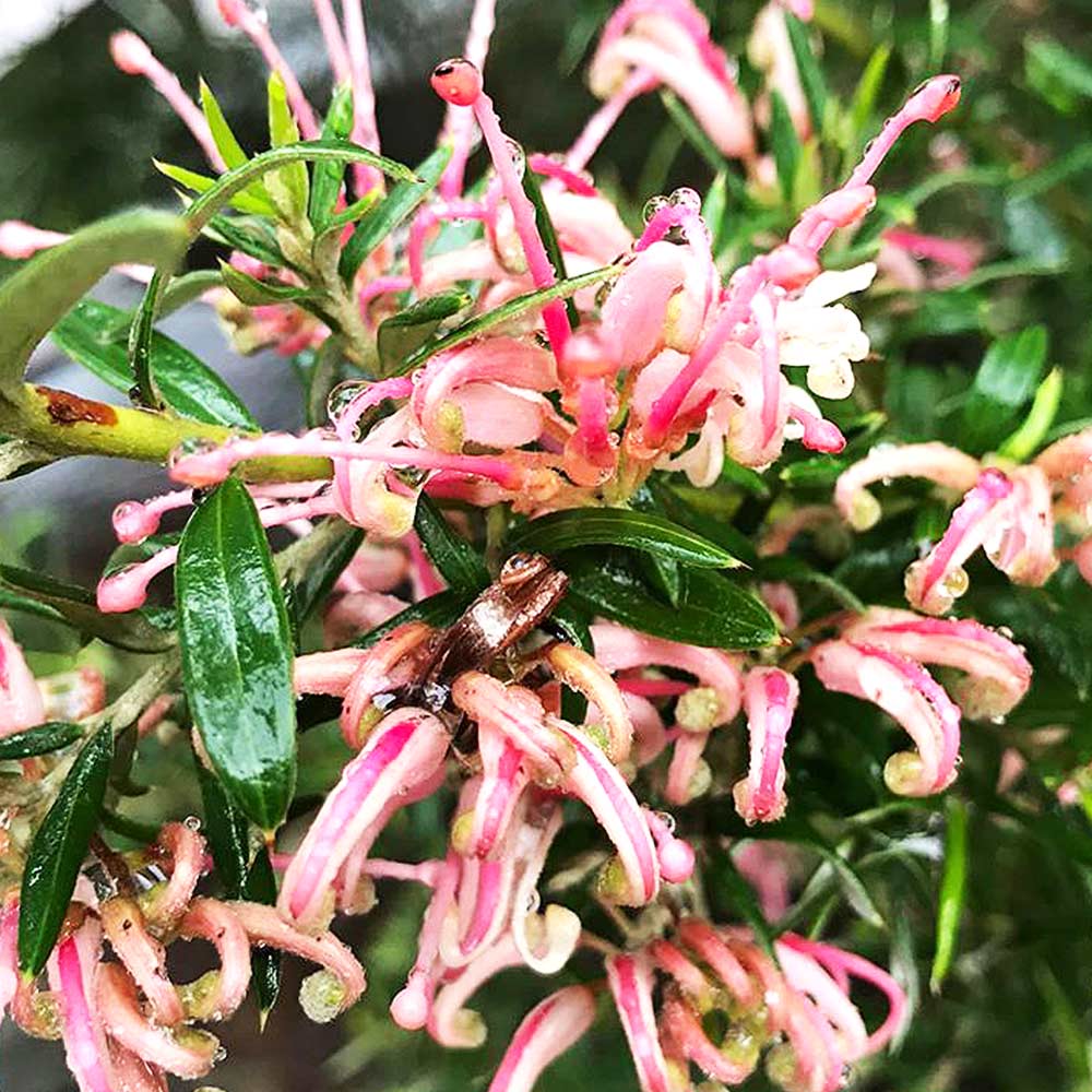 グレビレア プーリンダシグネット 【花木苗 5号／1個売り】｜ 【植物の