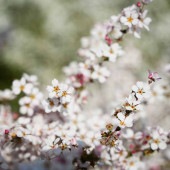 ピンクユキヤナギ 【花木苗 4号】|植木・花木