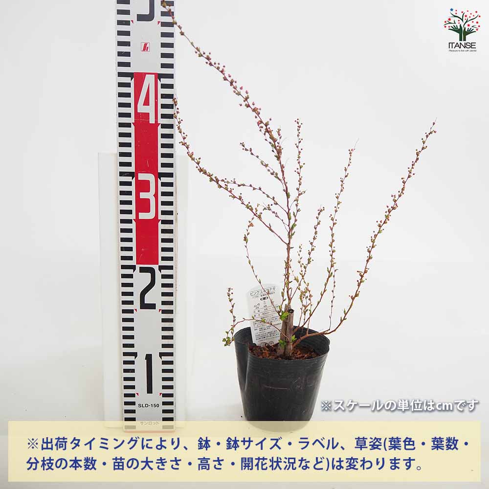 ピンクユキヤナギ 【花木苗 4号】｜ 【植物のITANSE】全品送料