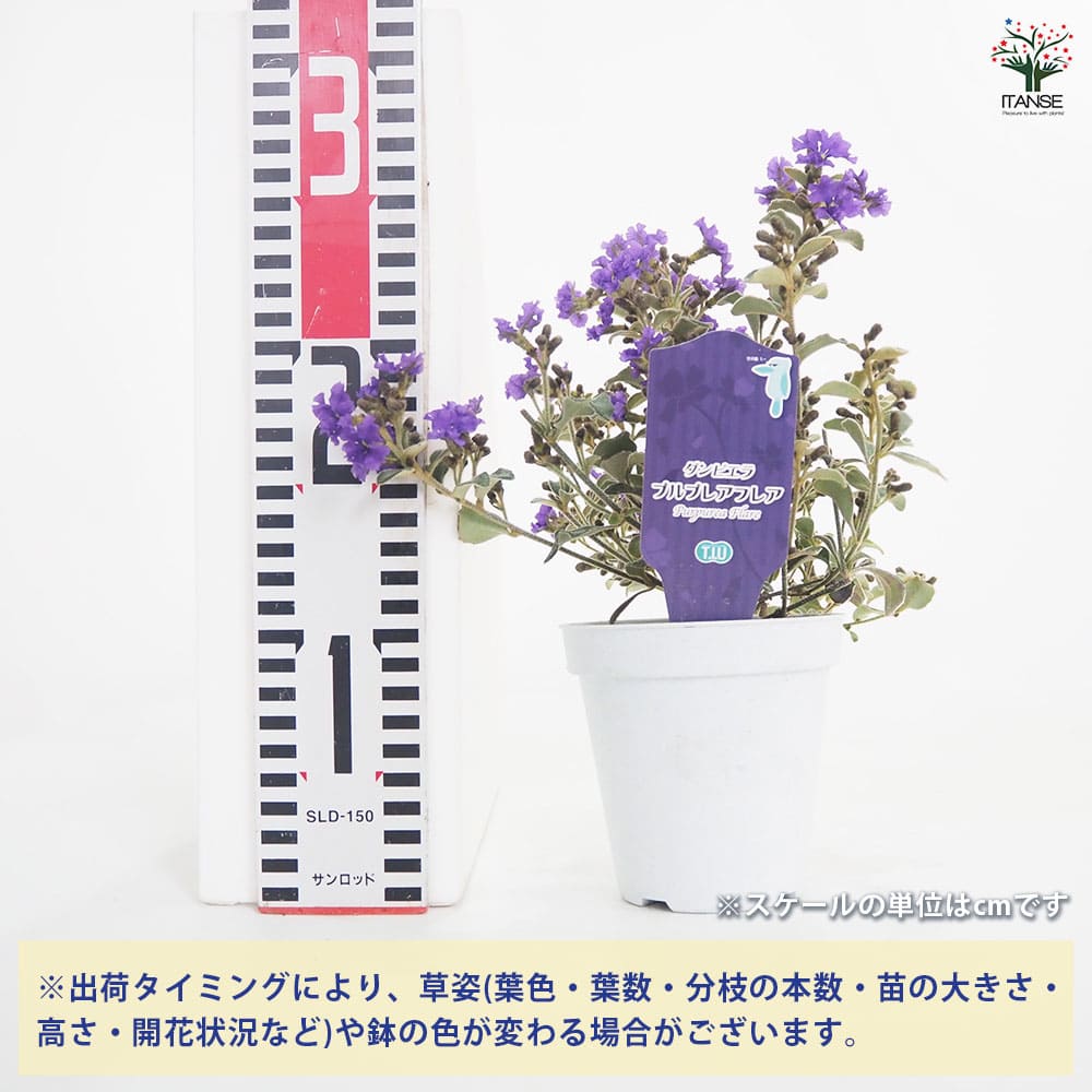 ダンピエラ プルプレアフレア 【花木苗 3.5号】｜ 【植物の