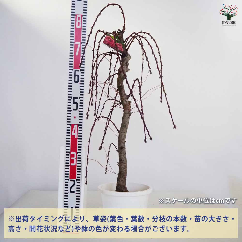 花桃の苗木 枝垂れ菊桃 【花木苗 7号／1個売り】｜ 【植物の