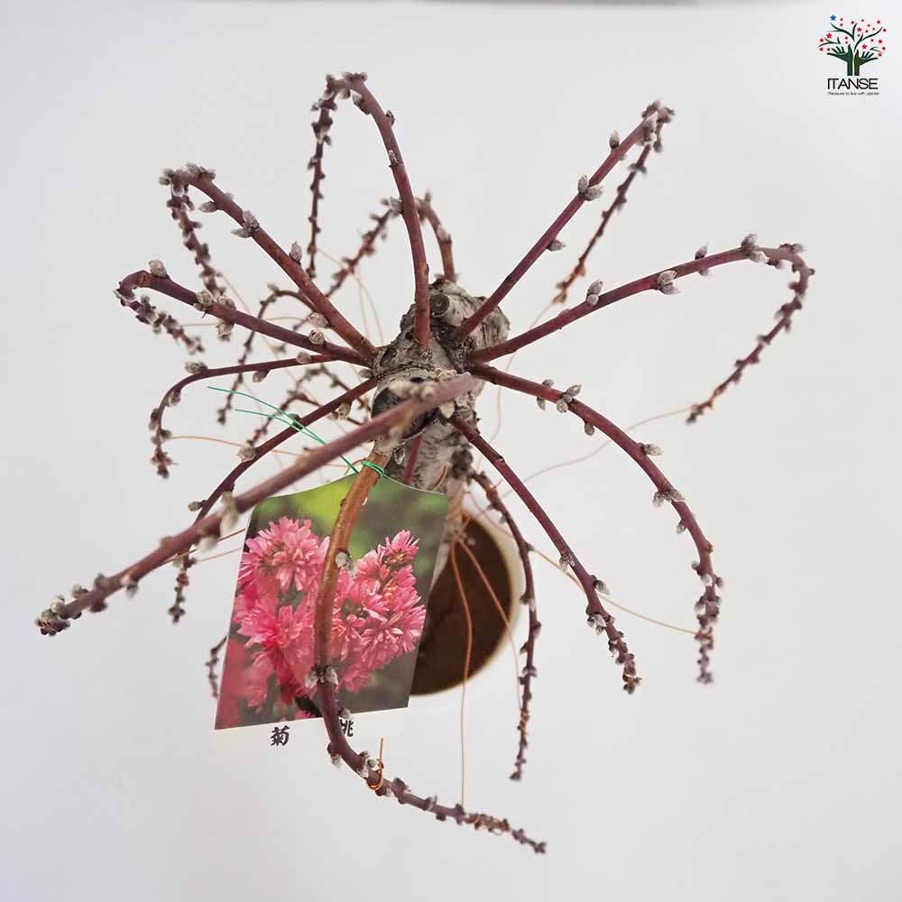 花桃の苗木 枝垂れ菊桃 【花木苗 7号／1個売り】｜ 【植物の