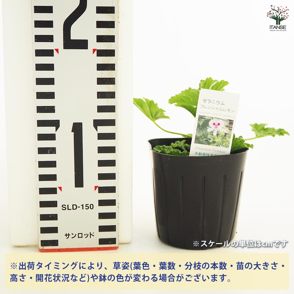 入手困難ゼラニウム開花苗 花