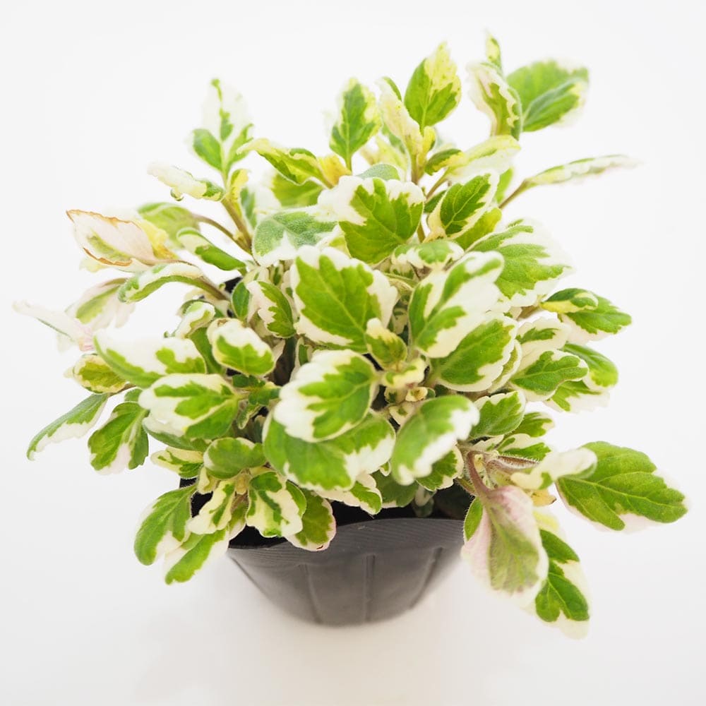 香るアロマタイム　根付き苗　分割5苗 香るアロマタイム 根付き苗 分割5苗 Amazon.co.jp: チャーム