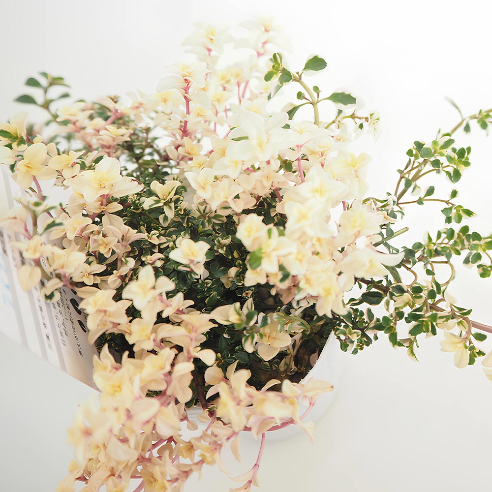 タイム フォックスリータイム 【ハーブの苗 2.5号】