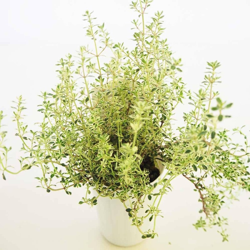 月下美人 月下美人 【多肉植物 6号鉢／1個売り】｜ 【植物の