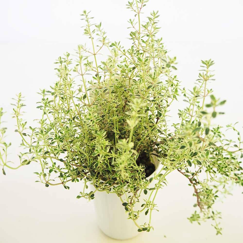 タイム シルバータイム 【ハーブの苗 2.5号】