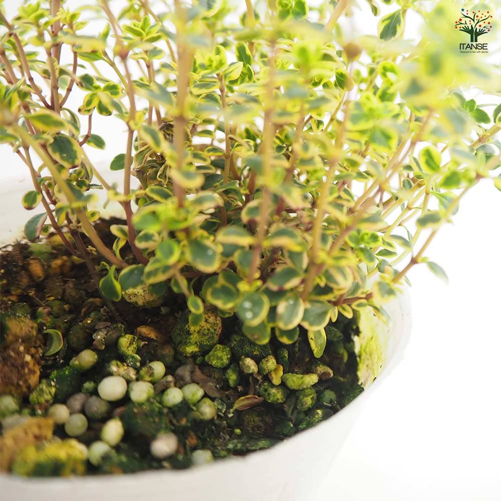 タイム ゴールデンタイム 【ハーブの苗 2.5号】｜ 【植物の