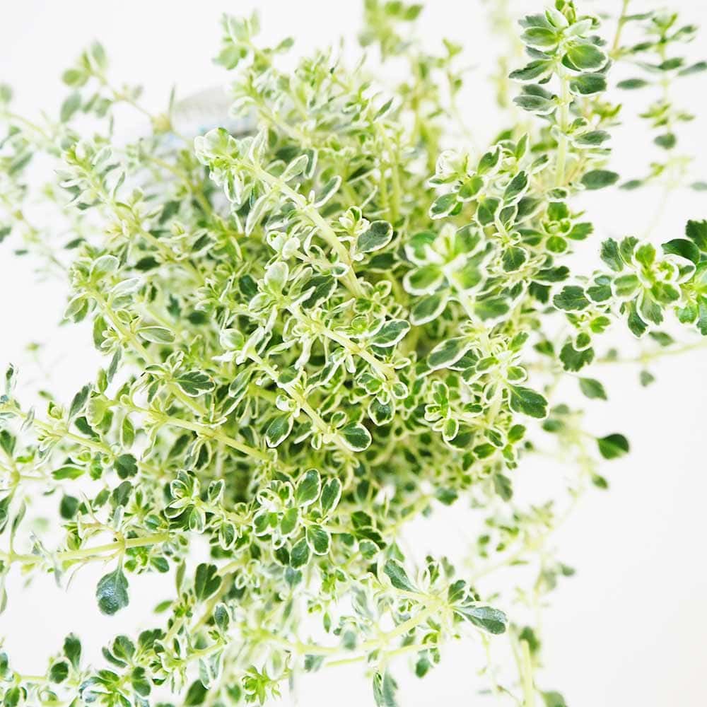 タイム スパークリングタイム 【ハーブの苗 2.5号】