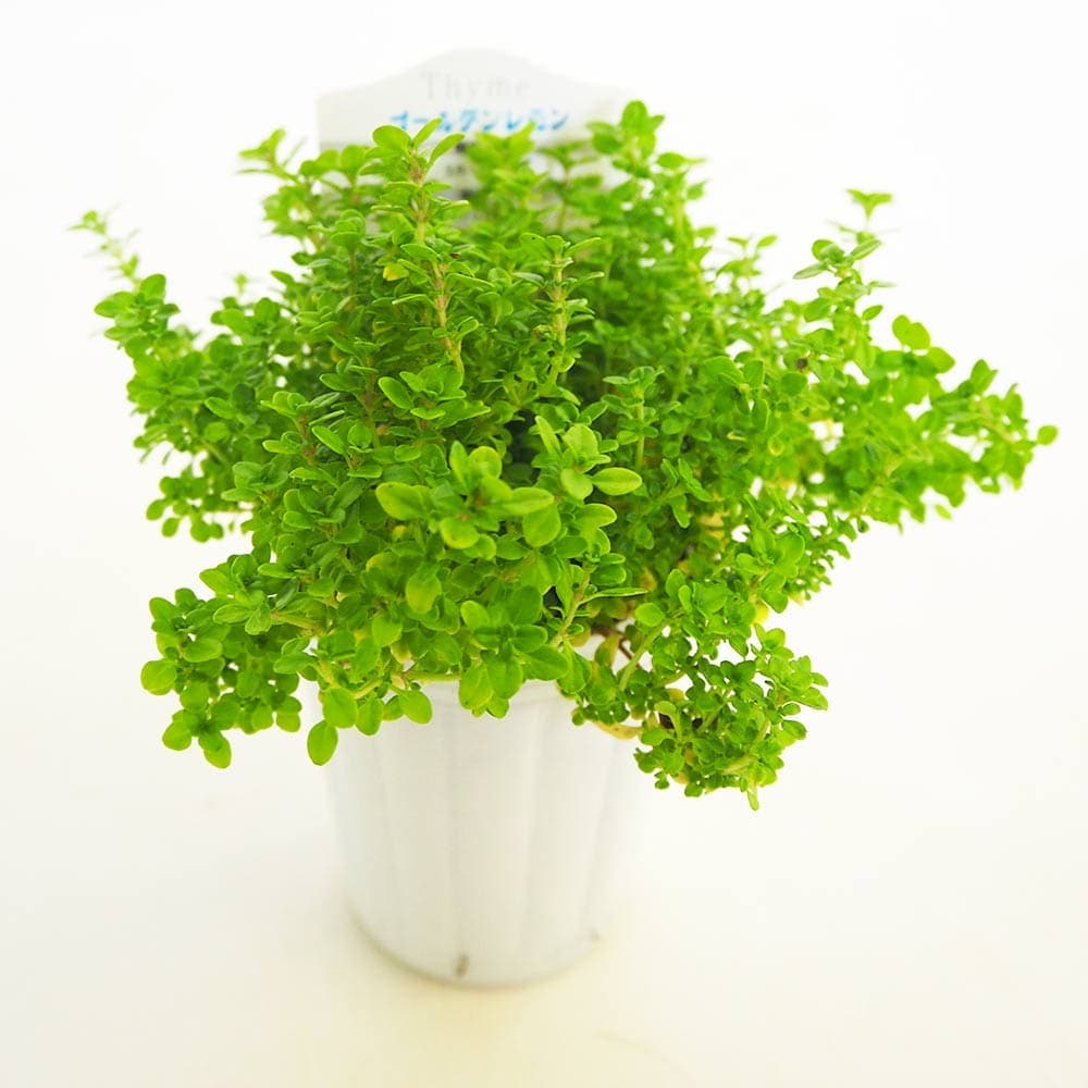 タイム ゴールデンレモン 【ハーブの苗 2.5号】