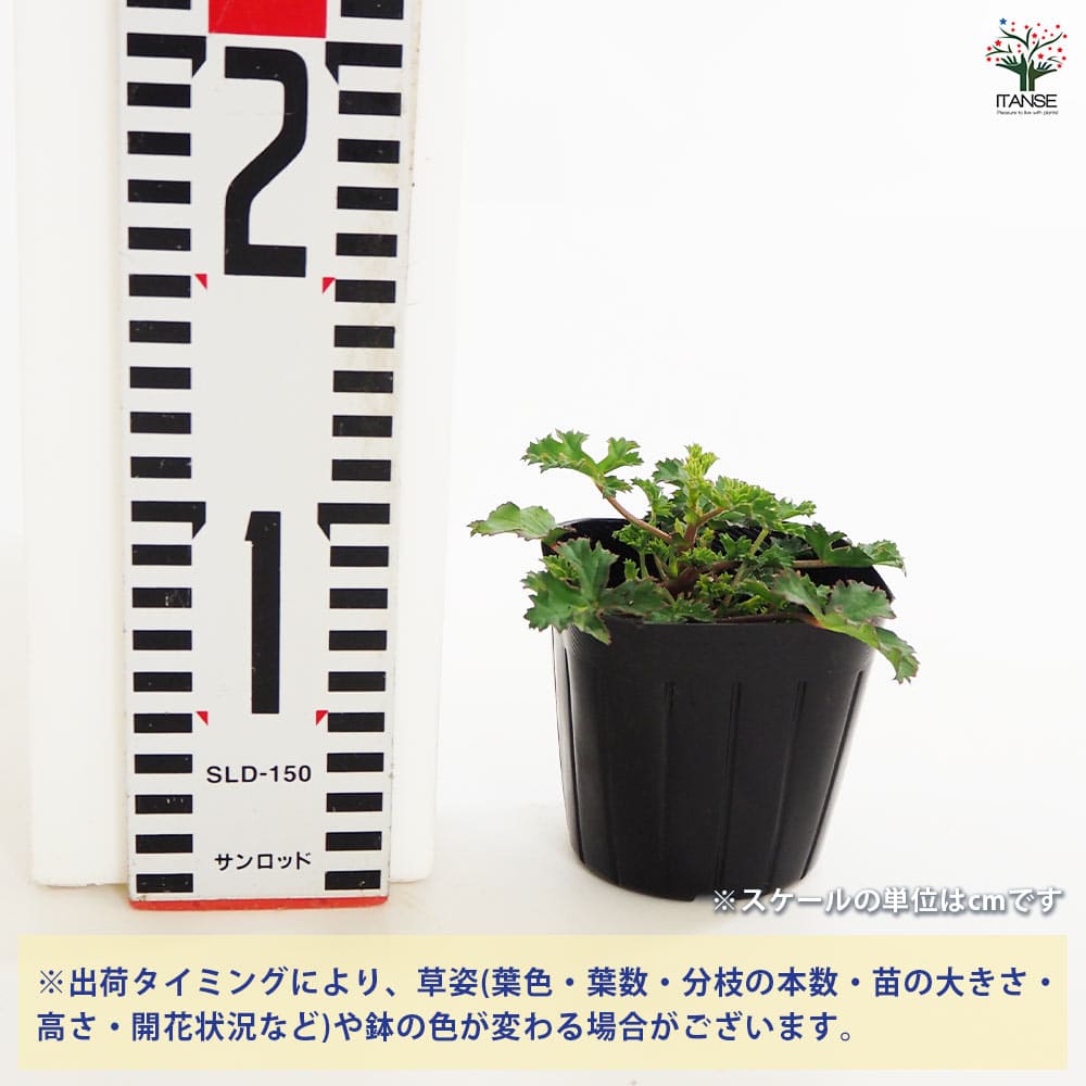 超新作海外ゼラニウム苗 ゼラニウム 2品種セット【花苗 3.5号】｜ 【植物のITANSE】全品