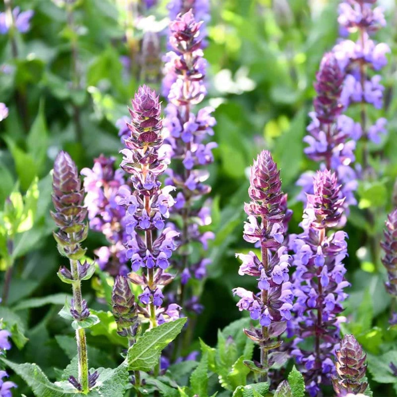 ナルコユリ 【花苗 4号】｜ 【植物のITANSE】全品送料無料・即出荷!