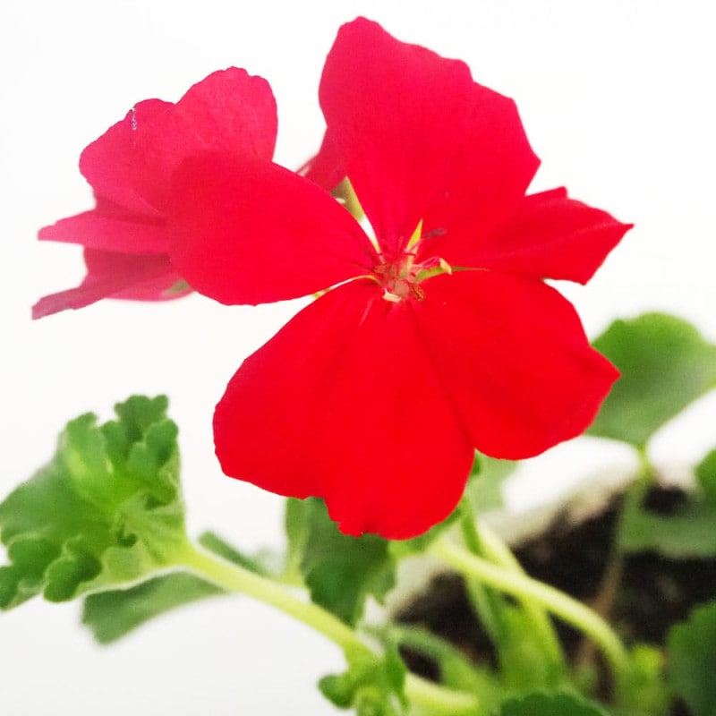 シンゴニューム　フレンチマーブル　第４種発送 シンゴニューム(シンゴニウム) フレンチマーブル 【観葉植物 4号