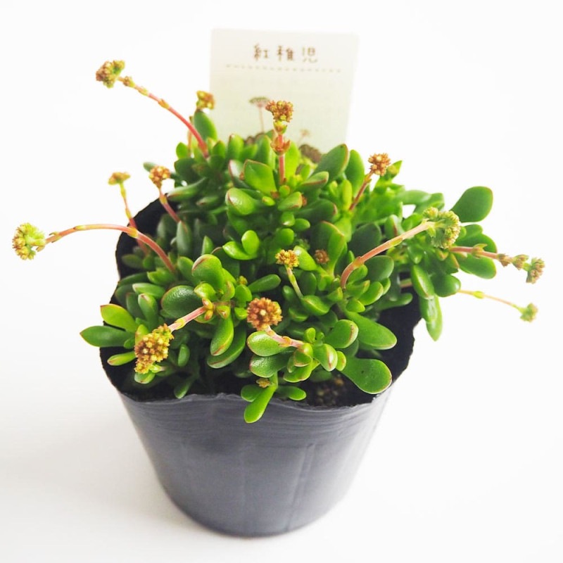 送料無料！ レッドベリー 35株セット【３】 トレイごと発送！ 【セデベリア】【多肉植物】※連絡、発送対応は７日以降になります